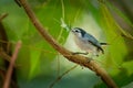 Tropical Gnatcatcher - Polioptila plumbea small active insectivorous songbird, which is a resident species throughout a large part