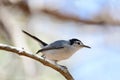 Tropical Gnatcatcher Polioptila plumbea