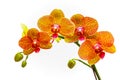 Tropical goden yellow phalaenopsis orchids Royalty Free Stock Photo