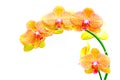 Tropical goden yellow phalaenopsis orchids Royalty Free Stock Photo