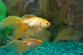 Tropical golden fish Royalty Free Stock Photo