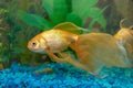 Tropical golden fish Royalty Free Stock Photo