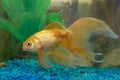 Tropical golden fish Royalty Free Stock Photo