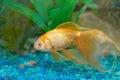 Tropical golden fish Royalty Free Stock Photo