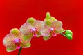 Tropical golden yellow phalaenopsis blume orchids in full bloom Royalty Free Stock Photo