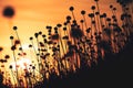 Tropical grass on mountain during sunrise Royalty Free Stock Photo