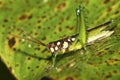 Tropical Grasshopper, Rainforest, Napo River Royalty Free Stock Photo