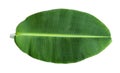 tropical green banana leaf isolated on white background. Royalty Free Stock Photo