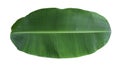 Tropical green banana leaf isolated on white background Royalty Free Stock Photo