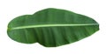 Tropical green banana leaf isolated on white background with clipping path for design elements, summer background, abstract green Royalty Free Stock Photo