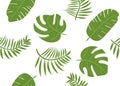 Tropical green banana leaves. Seamless vector pattern with monstrea, banana leaves on white background. Royalty Free Stock Photo