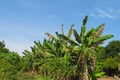 Tropical green banana palms on the farm Royalty Free Stock Photo