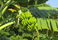 Tropical green banana palms on the farm Royalty Free Stock Photo