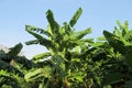 Tropical green banana palms Royalty Free Stock Photo