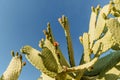 Tropical green blossom cactus plant, Prickly pear cactus close up, Bunny Ears cactus or Opuntia Microdasys