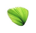 Tropical green blowing palm leaf isolated on white background with clipping path Royalty Free Stock Photo