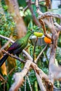 Tropical green blue bird sits on a branch and eats a fruit Royalty Free Stock Photo