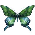 tropical green butterfly isolated on white background. Watercolor hand drawn illustration. Royalty Free Stock Photo