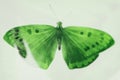 tropical green butterfly. isolated on white Royalty Free Stock Photo