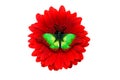 tropical green butterfly sitting on a red gerbera flower. isolated on white background Royalty Free Stock Photo