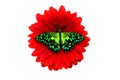 tropical green butterfly sitting on a red gerbera flower. isolated on white background Royalty Free Stock Photo