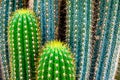 Tropical green cactus - cacti Royalty Free Stock Photo