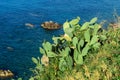 Tropical green cactus in Calabria. Cacti plant Royalty Free Stock Photo