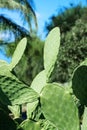 Tropical green cactus in Calabria. Close up cacti plant Royalty Free Stock Photo