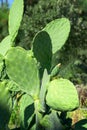 Tropical green cactus in Calabria. Close up cacti plant Royalty Free Stock Photo