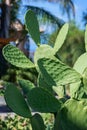 Tropical green cactus in Calabria. Close up cacti plant Royalty Free Stock Photo