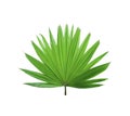 Tropical green chinese windmill palm leaf tree isolated on white background Royalty Free Stock Photo