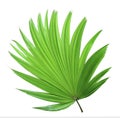 Tropical green chinese windmill palm leaf tree isolated on white background Royalty Free Stock Photo