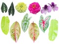 The tropical green and colorful leaves isolated in white background, blooming pink, purple and yellow flowers with clipping path. Royalty Free Stock Photo