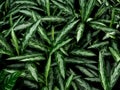Tropical green foliage Fascinating Aglaonema black lance leaves, ornamental house plant