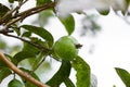 Tropical Green Guava from Indonesia Royalty Free Stock Photo