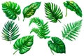 Tropical green isolated leaves set on white background. Tropic leafy collection. Drawing exotic plants. Palm , fern, monstera Royalty Free Stock Photo