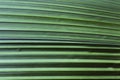 Tropical green leaf close-up, texture, abstract background Royalty Free Stock Photo