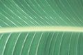 Tropical green leaf close-up, texture, abstract background. Toned Royalty Free Stock Photo