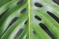 Tropical green leaf close-up, texture, abstract natural background Royalty Free Stock Photo