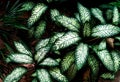 Tropical green leaf Royalty Free Stock Photo