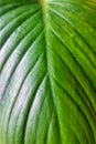 Tropical green leaf monocotyledon nature background Royalty Free Stock Photo