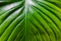 Tropical green leaf monocotyledon nature background Royalty Free Stock Photo