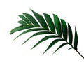 Tropical green leaf palm plant isolated on white background, path Royalty Free Stock Photo