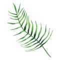 Tropical Green Leaf Of Palm Tree, Arecaceae Leaf. Exotic Botanical Plant Design Element. Decorative Hand Drawn Vector Illustration