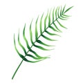 Tropical Green Leaf Of Palm Tree, Arecaceae Leaf. Exotic Botanical Plant Design Element. Decorative Hand Drawn Vector Illustration