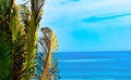Tropical Green Leaf Palm Tree Looking Over The Atlantic Ocean ocean Royalty Free Stock Photo