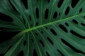 Tropical green leaf pattern on black background, Monstera philodendron plant close up for wall art decoration.