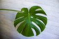 Tropical green leaf pattern on white background, Monstera philodendron plant close up for wall art decoration Royalty Free Stock Photo