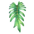 Tropical green leaf of philodendron Xanadu plant.