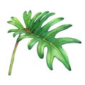 Tropical green leaf of philodendron Xanadu plant. Royalty Free Stock Photo